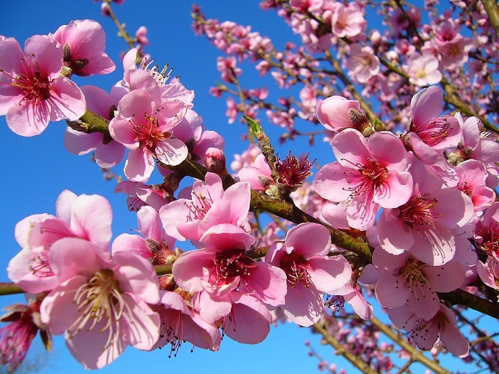 旧高橋家住宅のひな祭り展示で春らしい華やかな気分を味わおう！